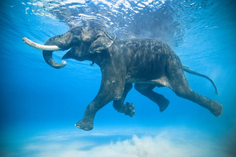 Elephants Can Swim