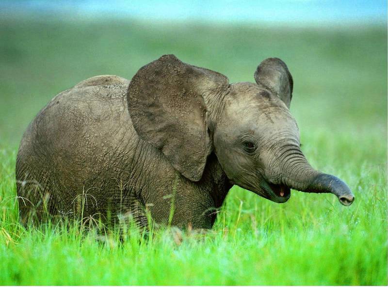 Elephants Cry, Play, Have Incredible Memories, and Laugh