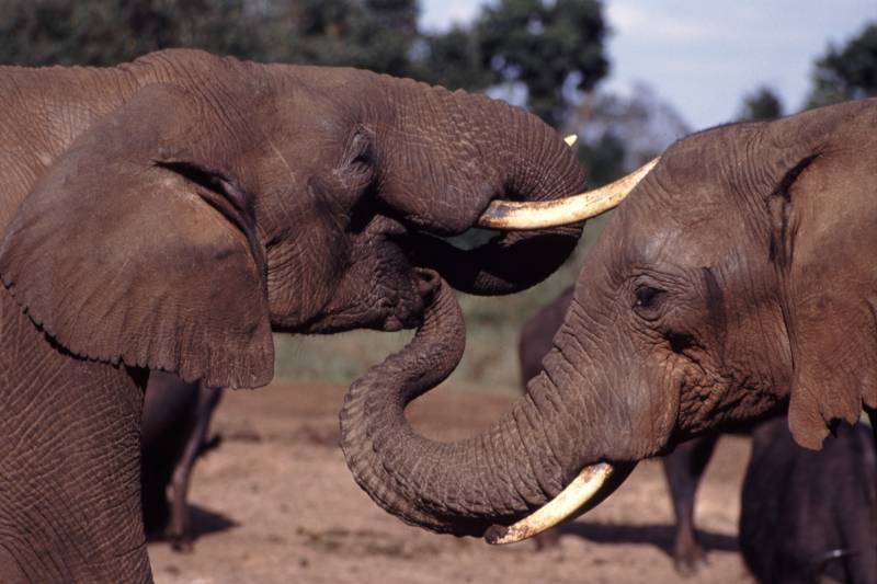 Elephants Have Greeting Ceremonies When a Friend that has been Away for Some Time Returns to the Group