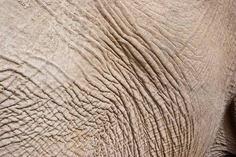 Elephants' Skin is Sensitive