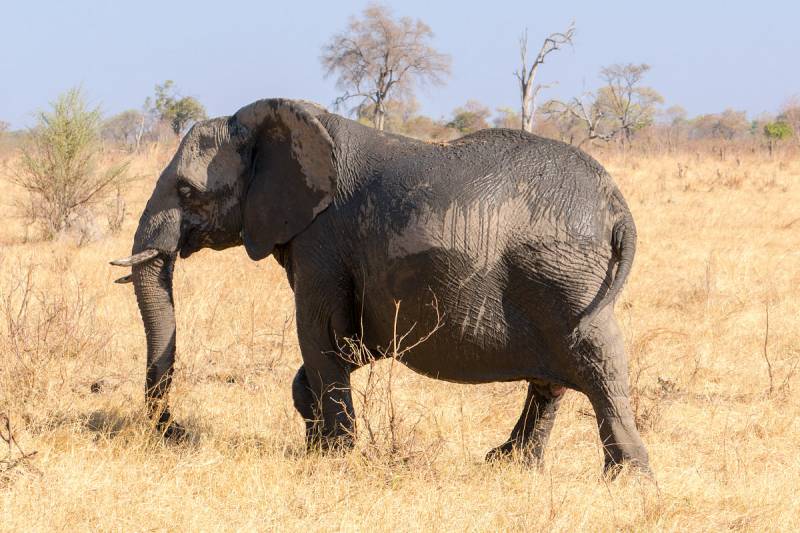 Elephants are Pregnant for Two Years