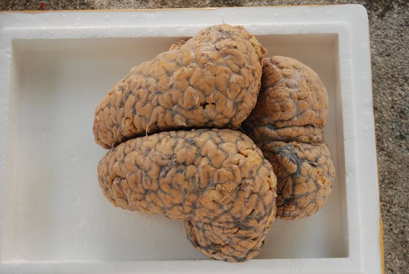 Elephants’ Brains Can Weigh as Much as Five Kilograms, More Than the Brain of Any Other Land Animals