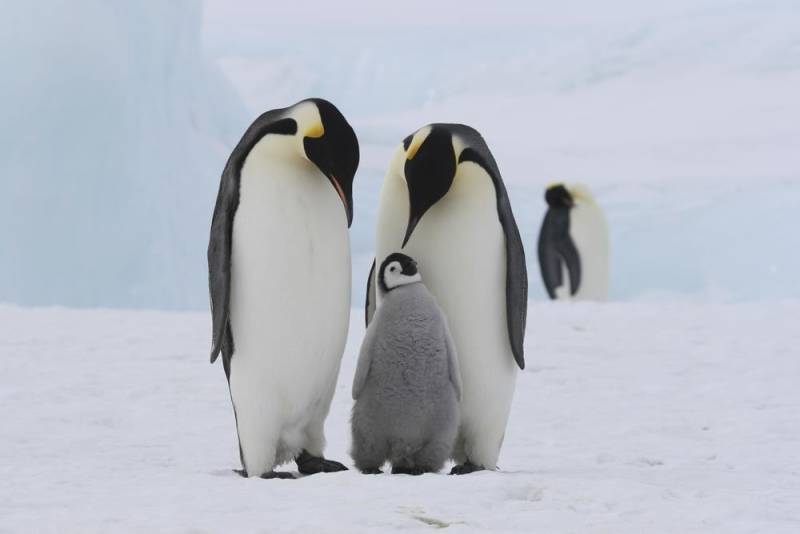 penguin facts - Emperor Penguin