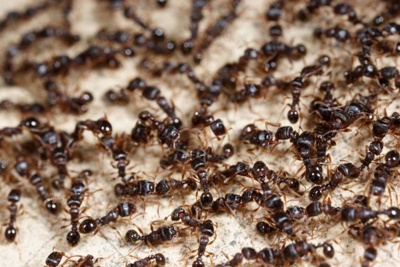 ant facts - Farming Expert