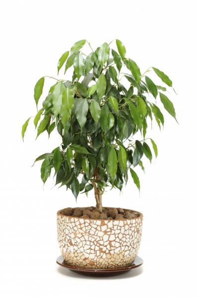 air purifying plants - Ficus Tree - images : gardeningknowhow.com