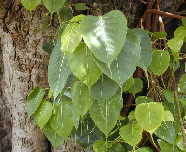 dangerous plants - Ficus