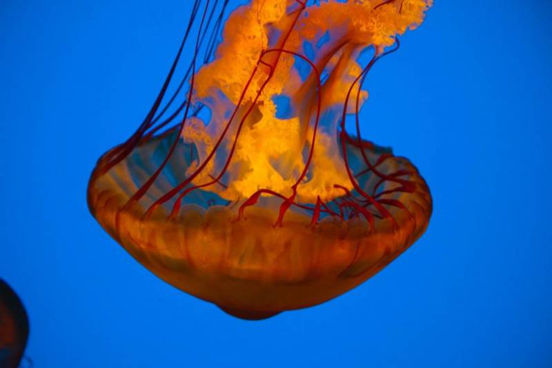 Fire Jellyfish