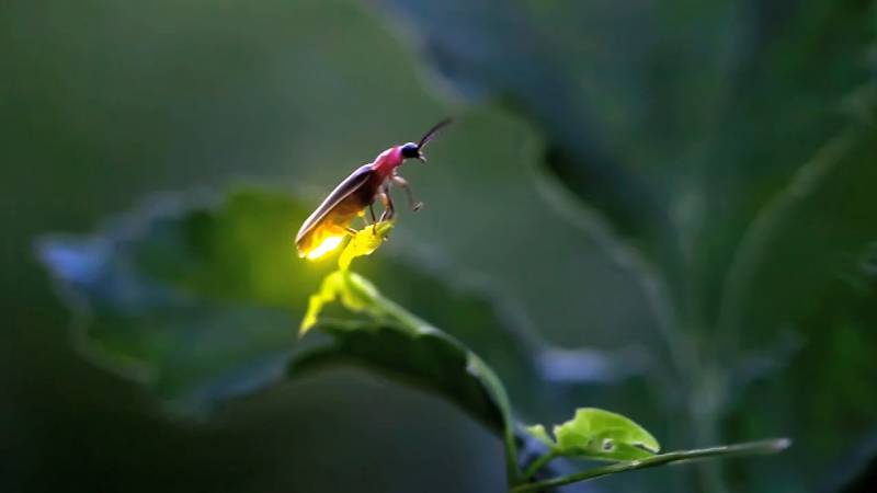 nocturnal animals - Fireflies