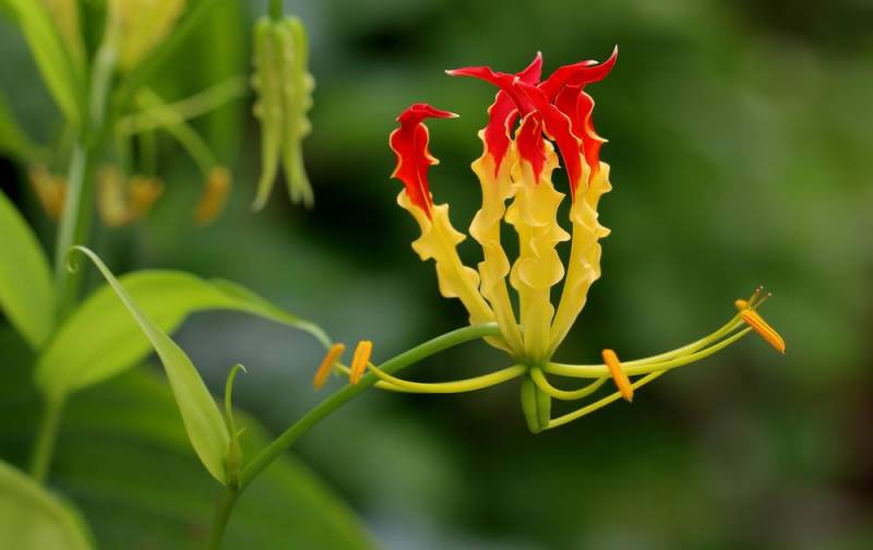 national flower - Flame Lily - images : National Flower of Zimbabwe
