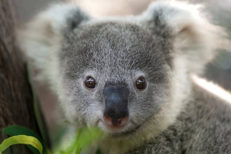 koala facts - Fluffy Fur