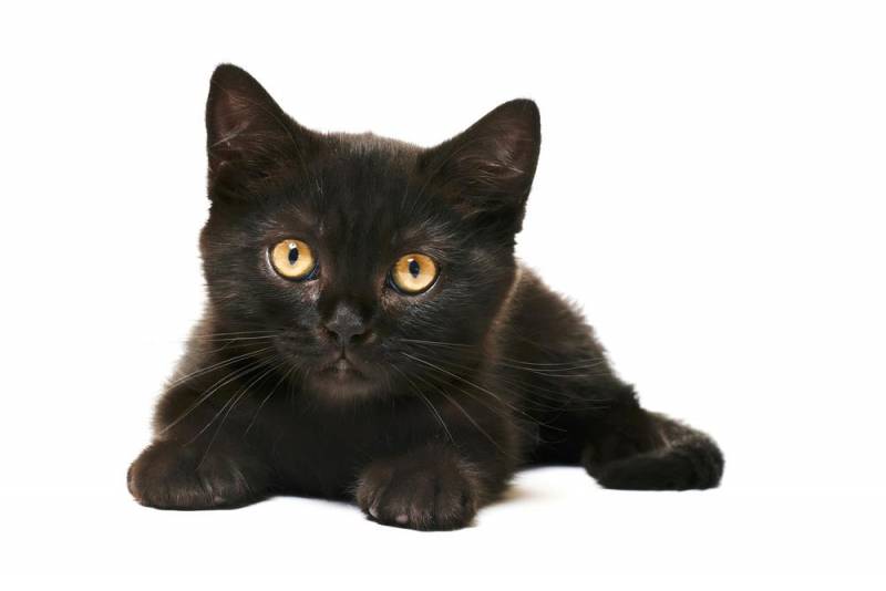black cat - Fortune Bringer