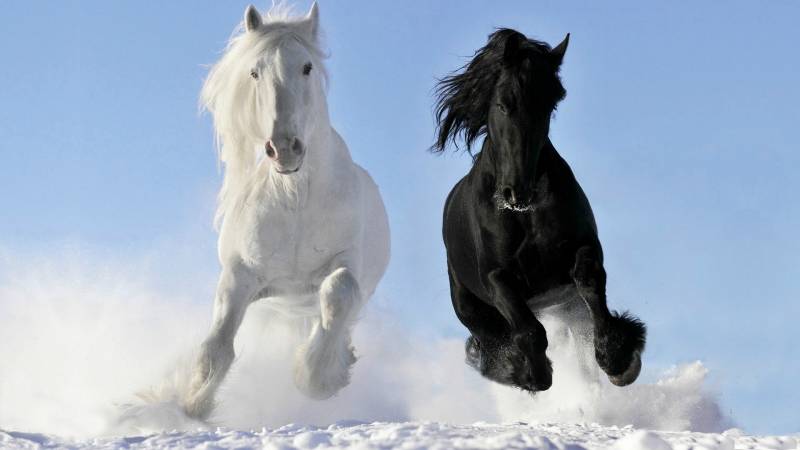 beautifull horses - Friesian Horse - images: hdwallpapersnews.com