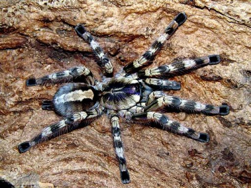 venomous spiders - Fringed Ornamental Tarantula - sumber: allegro.pl