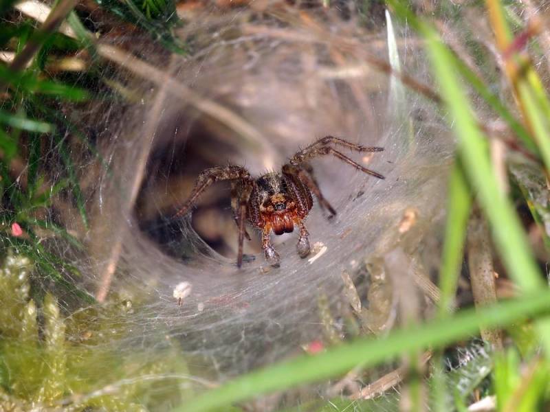 venomous spiders - Funnel-Web Spider