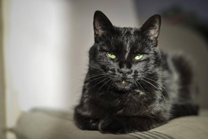 black cat - Genetic Color 