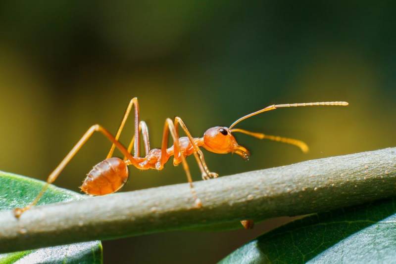 ant facts - Genius Creature