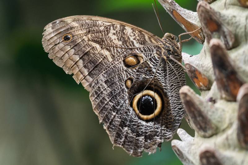Types of Butterflies - Giant Owl Butterfly