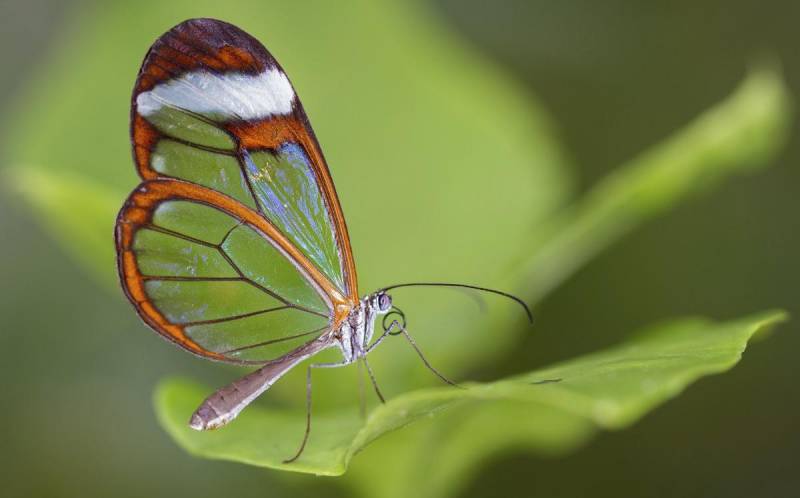 ypes of Butterflies - Glasswing Butterfly