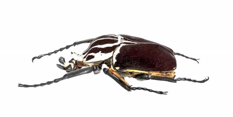 strange insect - Goliath Beetle