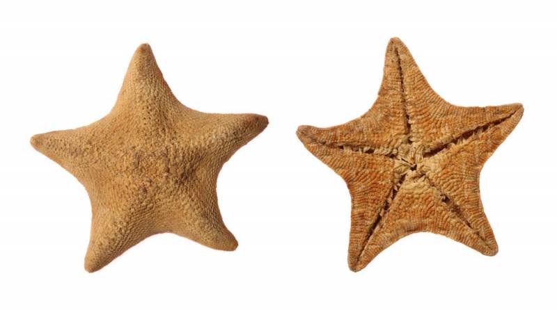 starfish - Goose Feet Starfish