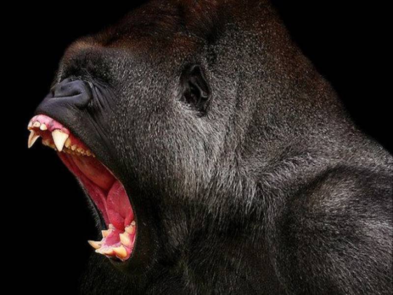  strongest animals - Gorilla