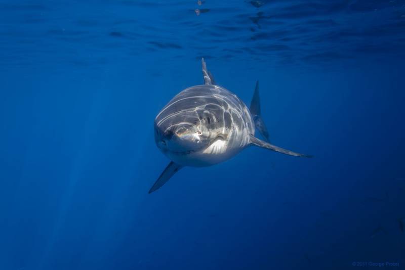  strongest animals - Great White Shark – 625 PSI - images: id.pinterest.com