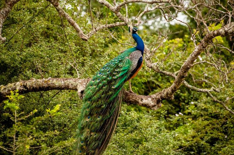 Green Peacock - Endangered Animal
