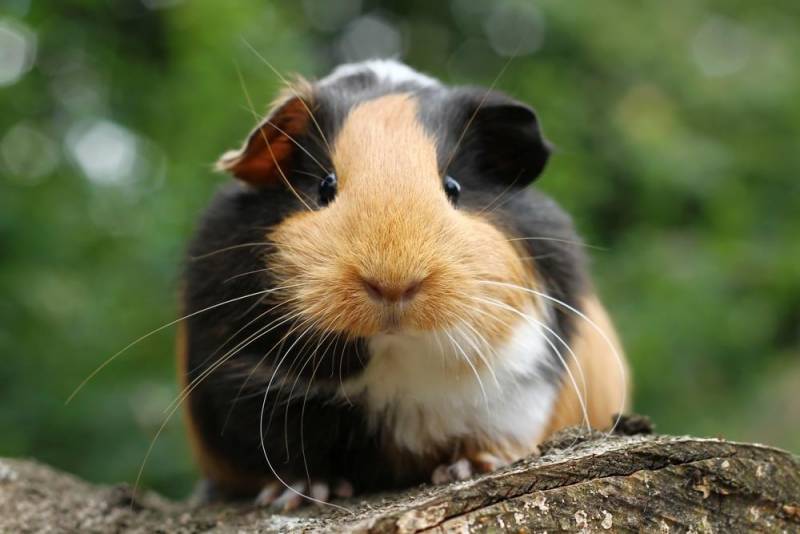 most consumed meat in the world - Guinea Pig