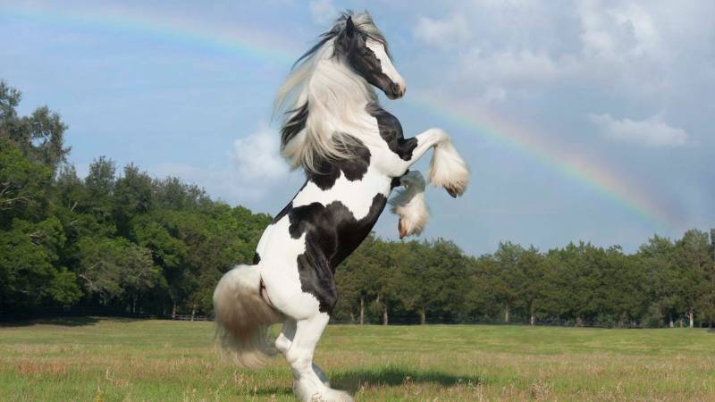 beautifull horses - Gypsy Horse - images: .youtube.com
