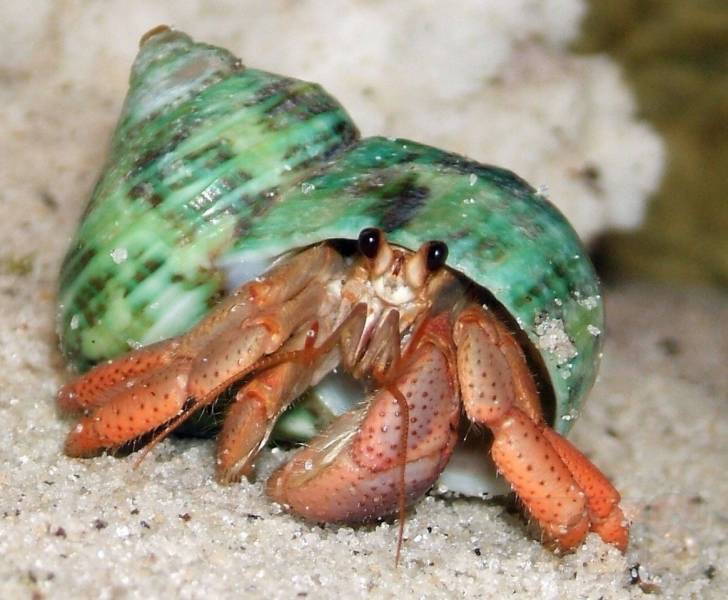 nocturnal animals - Hermit Crabs
