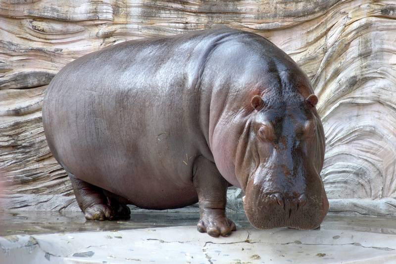 Hairless Animals - Hippopotamus