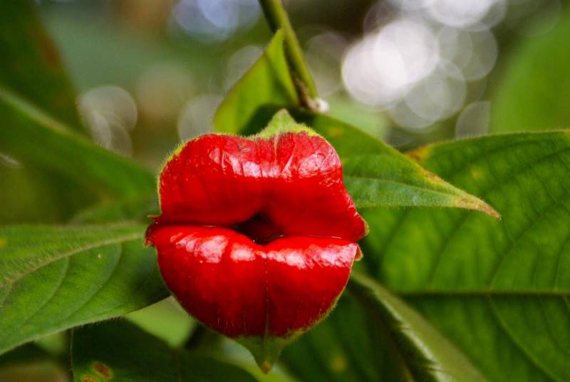 strange flowers - Hooker Lips