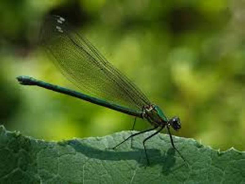 Horned Rockdweller Dragonfly