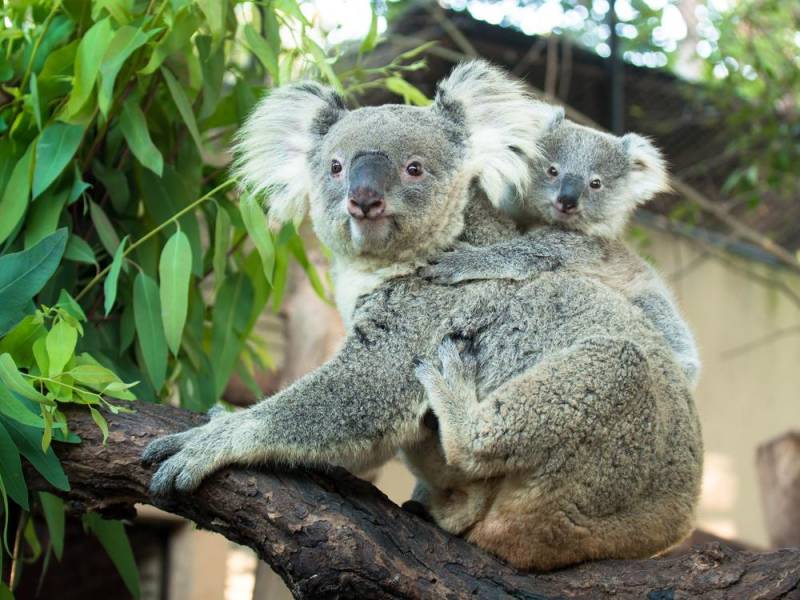 koala facts - Human Fingerprint