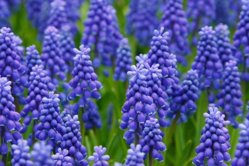 dangerous plants - Hyacinth - images : everythingbackyard.net