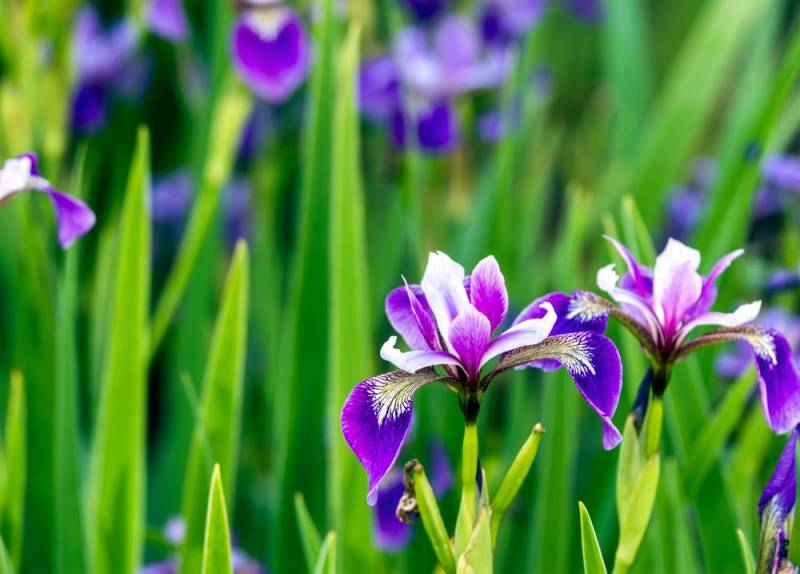 national flower - Iris Flower - images : Shutterstock
