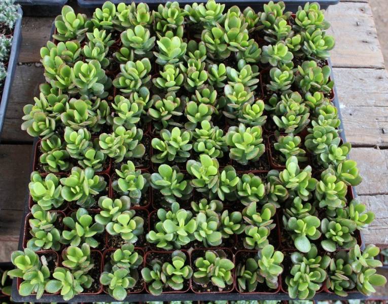house plants - Jade Plant - images : thesucculentsource.com