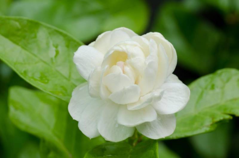 national flower - Jasmine Flower - images : Shutterstock