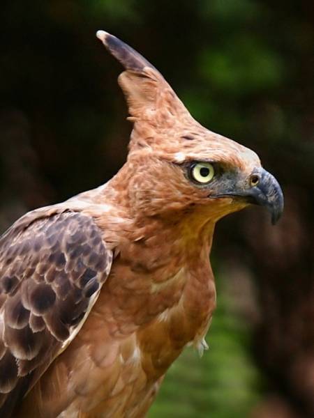 Javanese Eagle