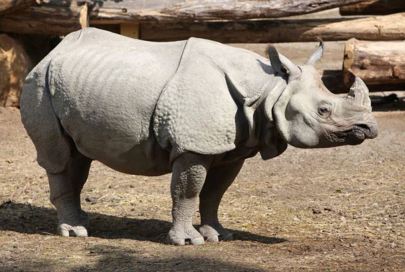 Javanese Rhinoceros - Photo via Shutterstock