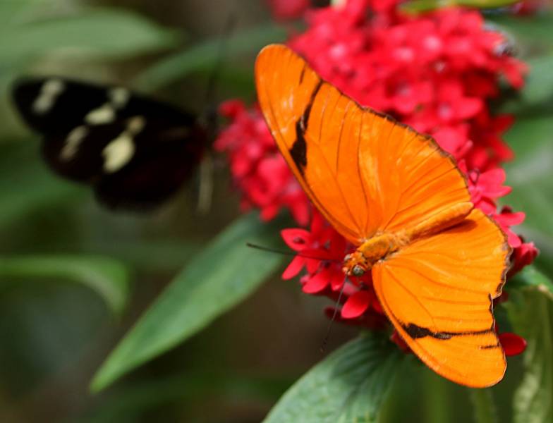 Types of Butterflies - Julia