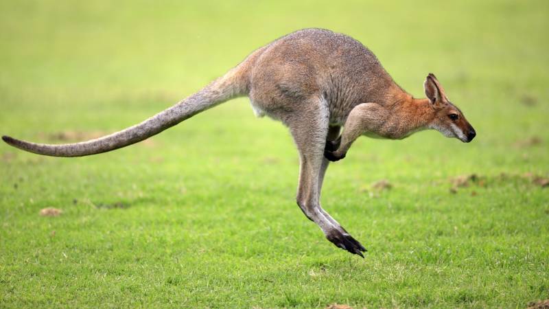 Nocturnal Animals List - Kangaroos