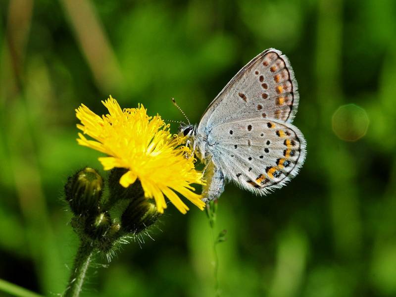 Types of Butterflies - Karner Blue Butterfly