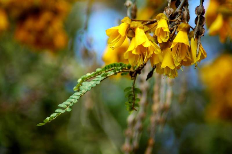 national flower - Kowhai Flower -  images : Shutterstock