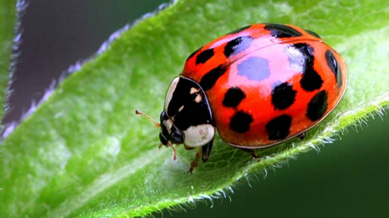 Red animals - Ladybugs