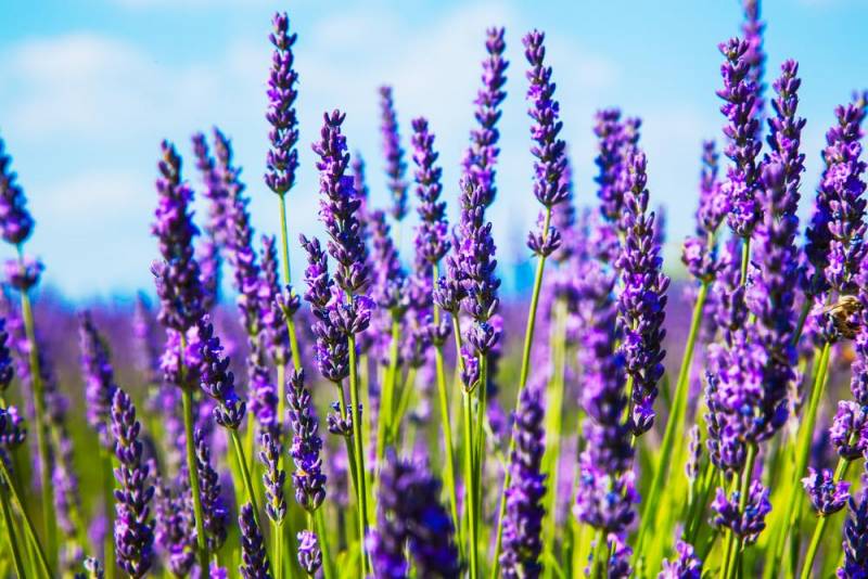 national flower - Lavender Flower - images : Shutterstock