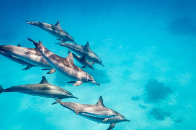 Dolphin Facts - Leg Bones
