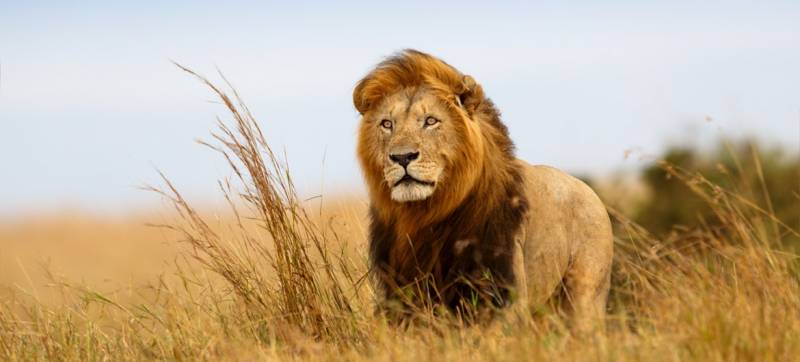 strongest animals - Lion – 600 PSI - images: factretriever.com