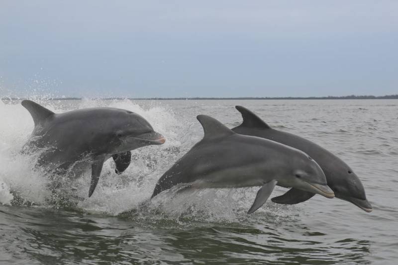 Dolphin Facts - Live in the Freshwater