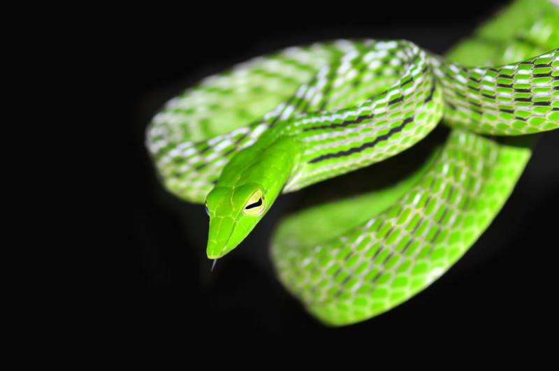 Long Nosed Vine Snake